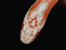 Albino Eastern Head Shot