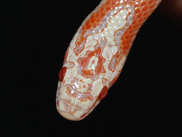 Albino Eastern Head Shot