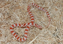 amel triangulum 2