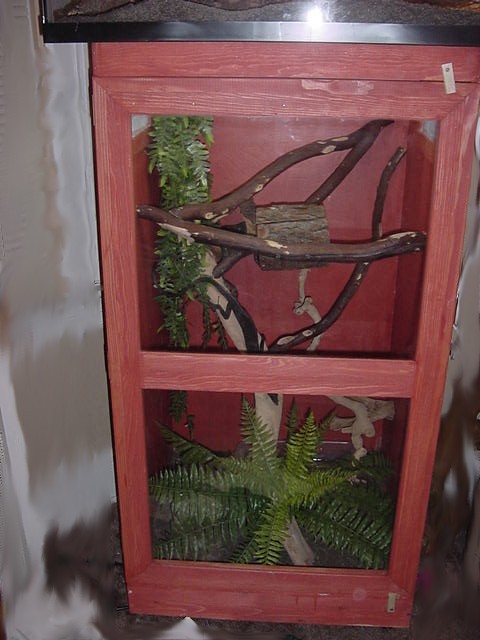 black tree monitor cage