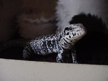 tegu
