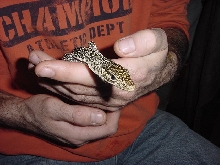 baby timor
