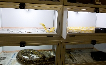 Sentec 8' Cages - 5