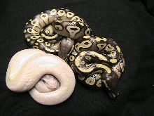 Super mojave lucy 1?
