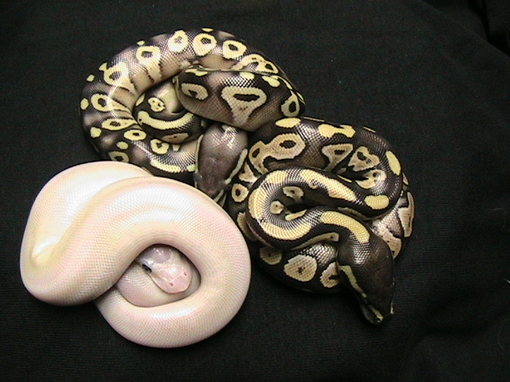Super mojave lucy 1?
