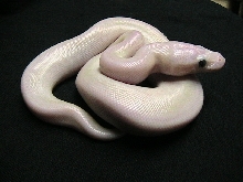 Super mojave lucy 2?
