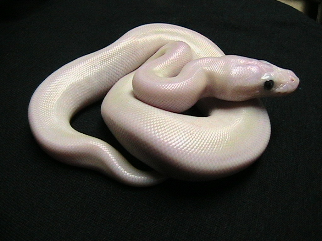 Super mojave lucy 2?