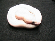 Super mojave lucy 3?