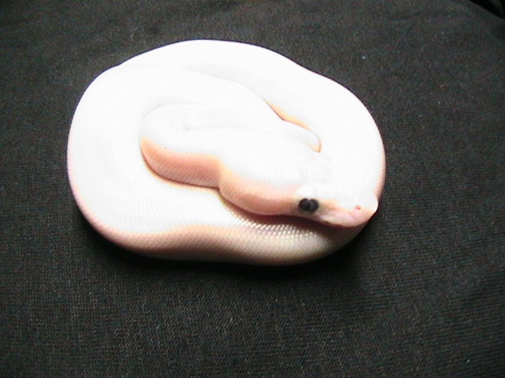 Super mojave lucy 3?