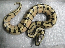 Super Enchi?