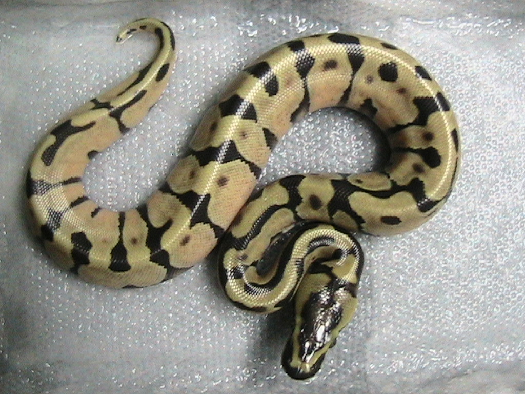 Super Enchi?