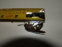 What type of hornet is this?