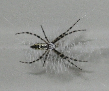 What Is This Spider? Harmless??