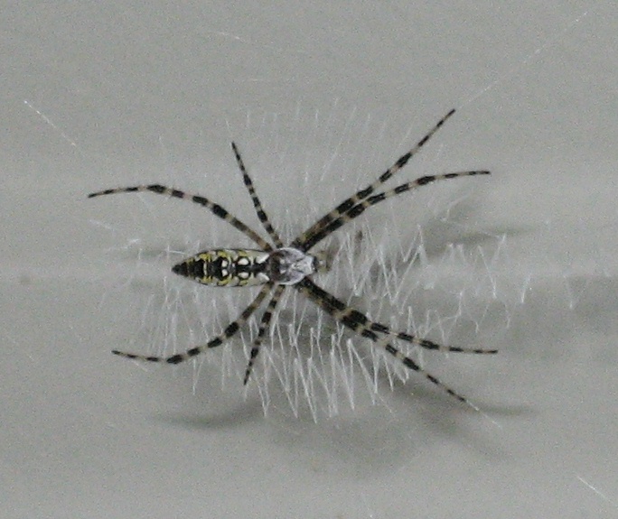 What Is This Spider? Harmless??