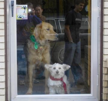 Teddy and Sophie at Christmas
