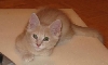 Cotton 2