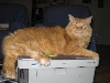 Daisy on the printer