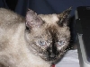 Dulcie