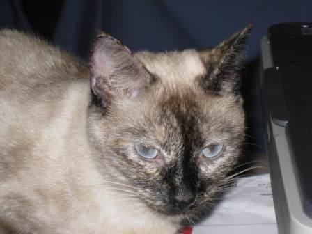 Dulcie