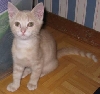 Willow