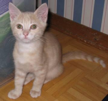 Willow