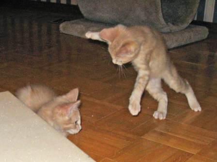 Willow and Cotton playing