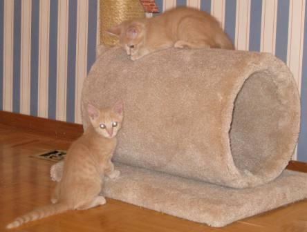 Willow and Cotton playing 2