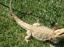 2 yr old female