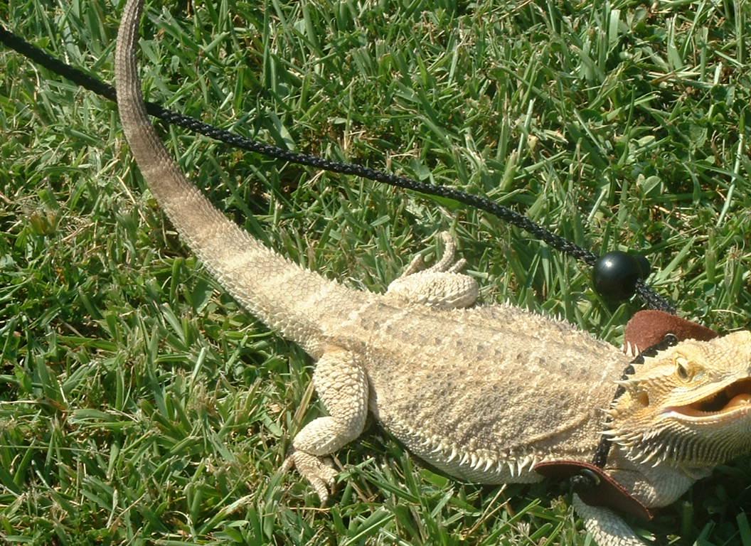 2 yr old female