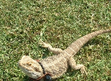 2 yr old male