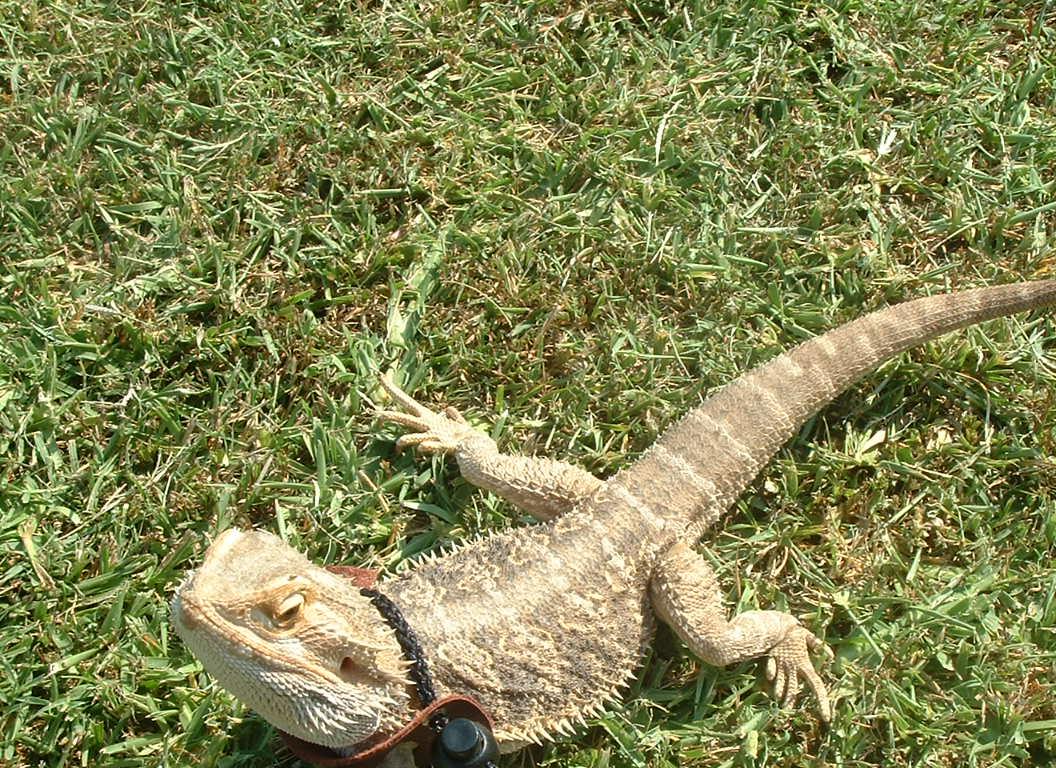 2 yr old male