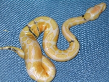 Paradox Albino Ball Python