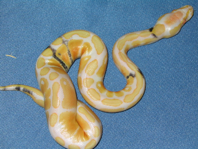 Paradox Albino Ball Python