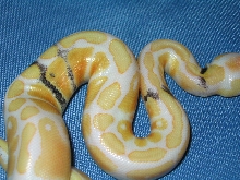 Paradox Albino Ball Python