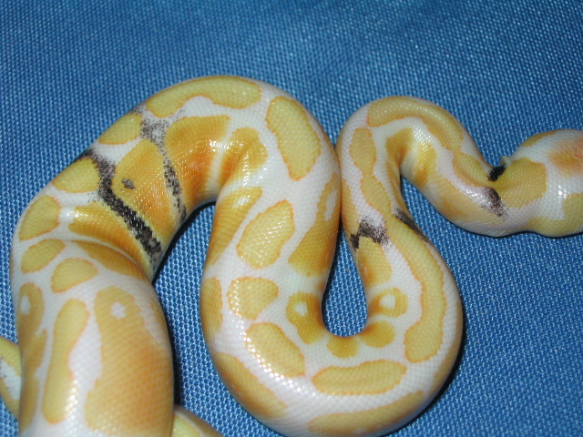 Paradox Albino Ball Python