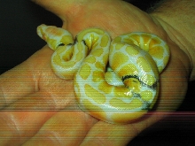 Paradox Albino Ball Python