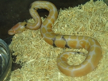 Paradox Albino ball python