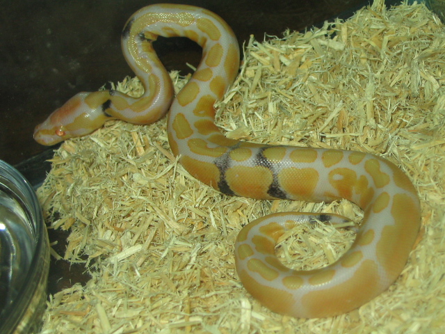 Paradox Albino ball python