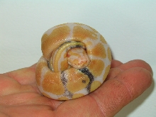 Paradox Albino ball Python