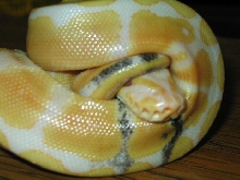Paradox Albino ball python