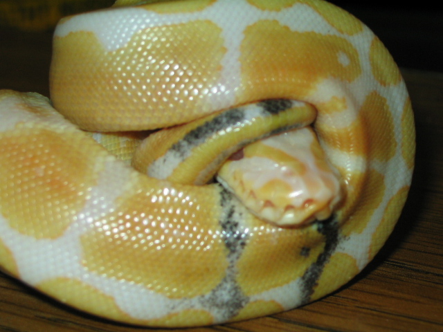 Paradox Albino ball python