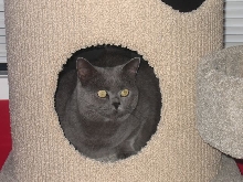 Holly blu Golightly in the scratchpost