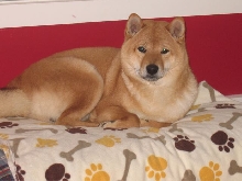 Musha on his bed