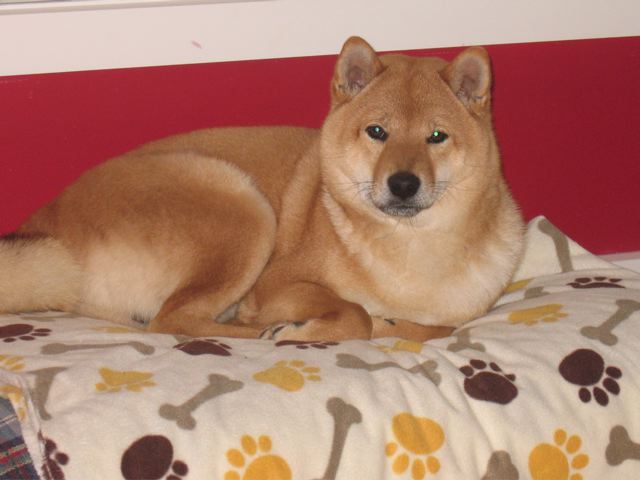 Musha on his bed