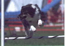 "air Jynx"