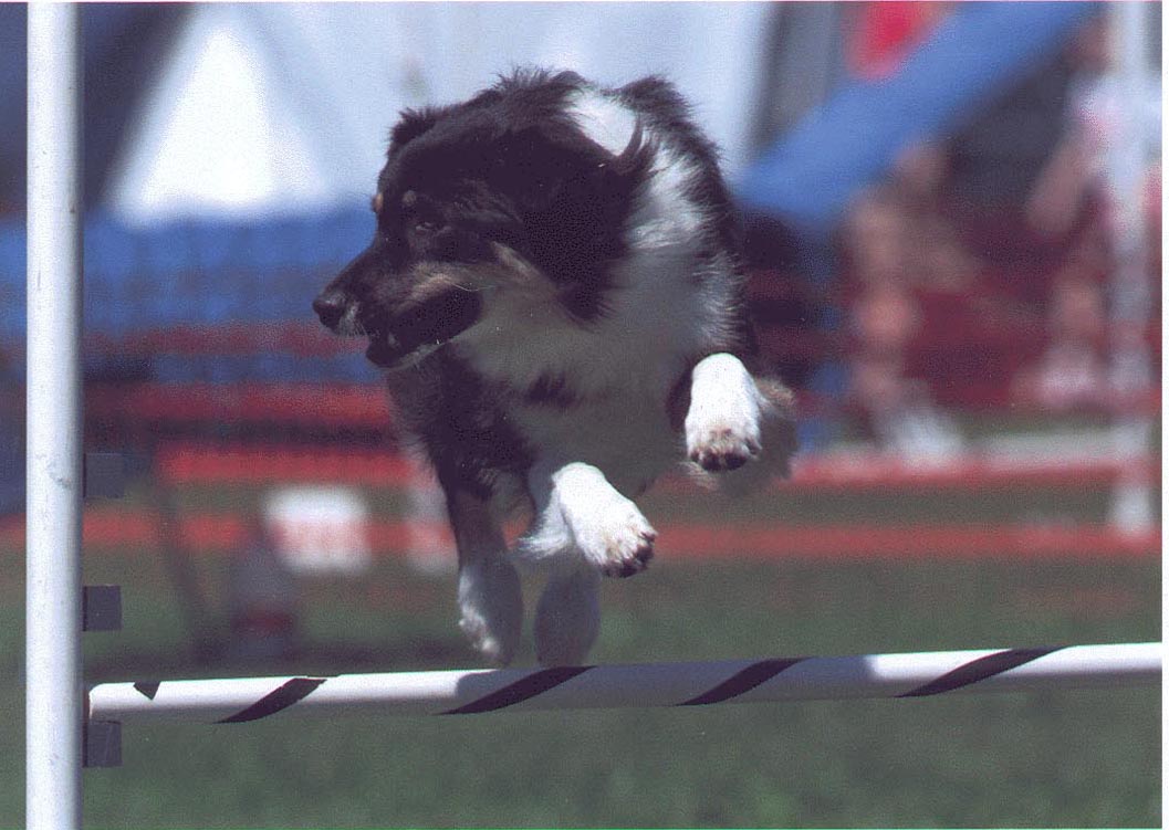 "air Jynx"