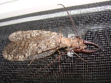 Unknown mysterious  insect