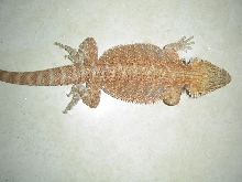 Female BD