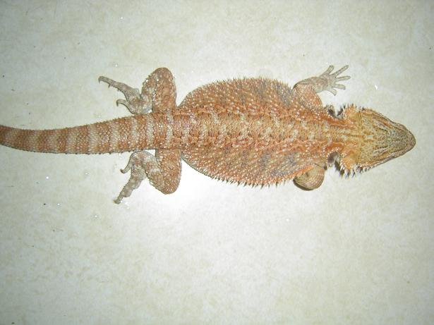 Female BD