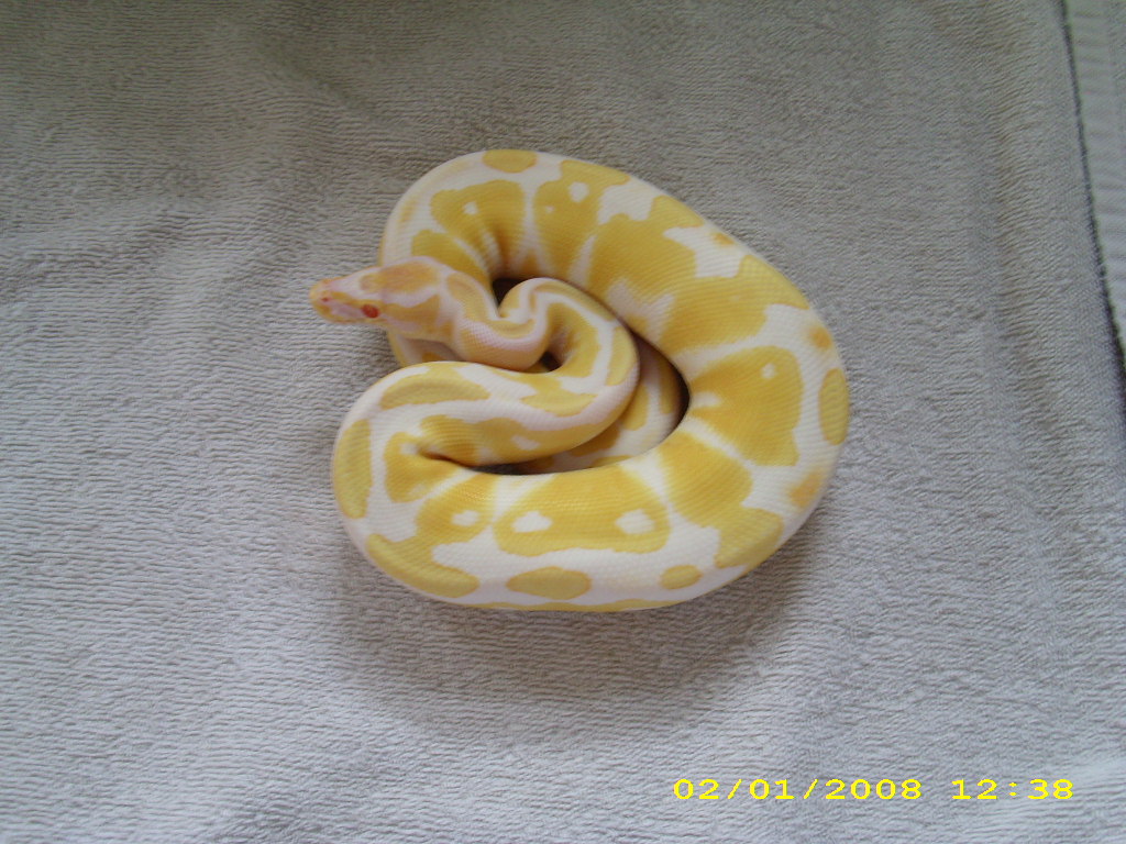 Albino male pic3